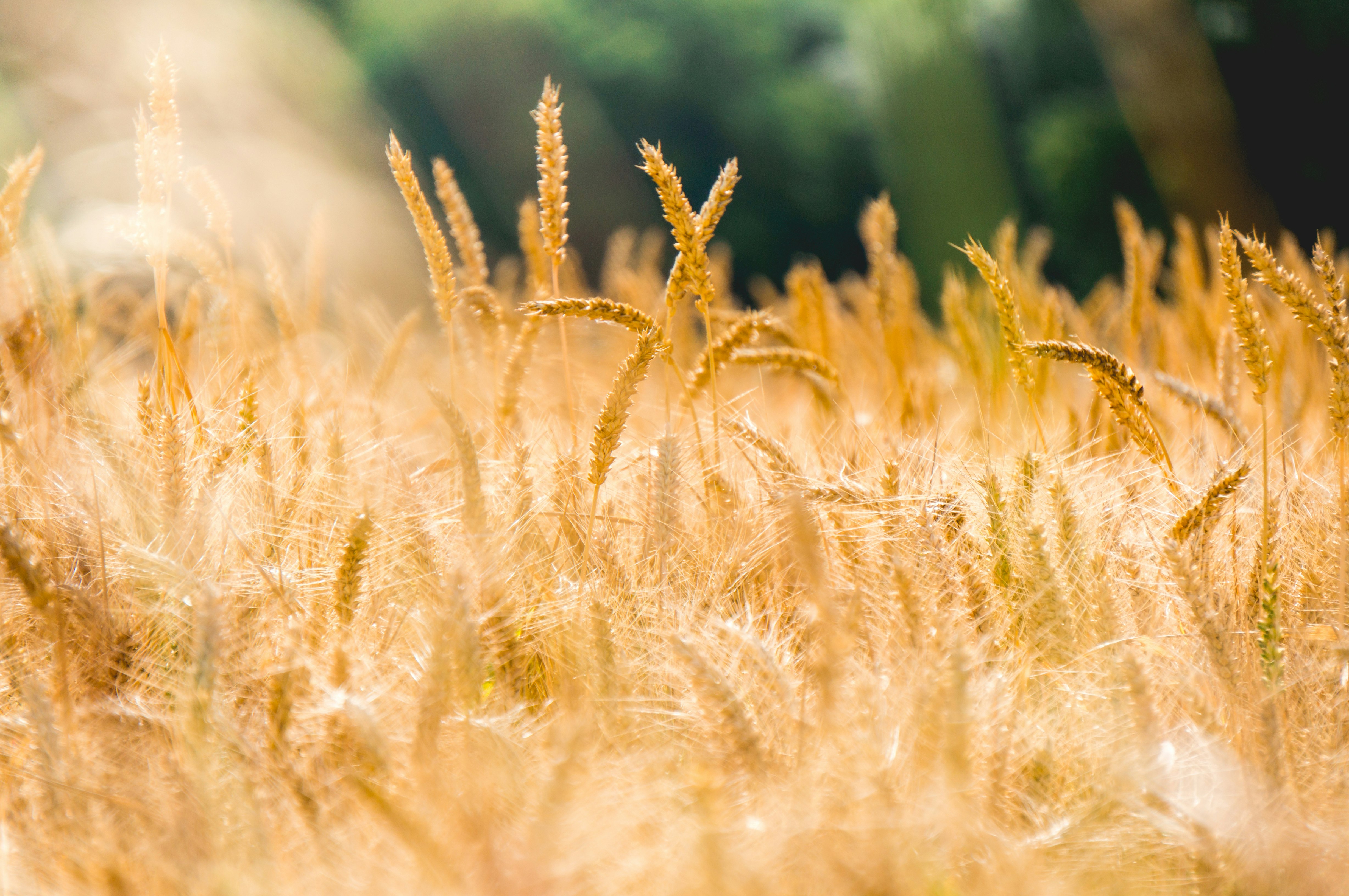 brown wheat field